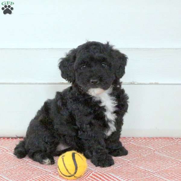 Rosie, Mini Labradoodle Puppy