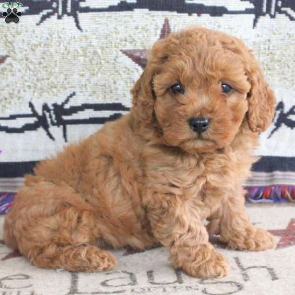 Rosie, Cavapoo Puppy