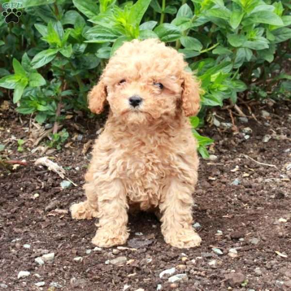 Rosie, Miniature Poodle Puppy