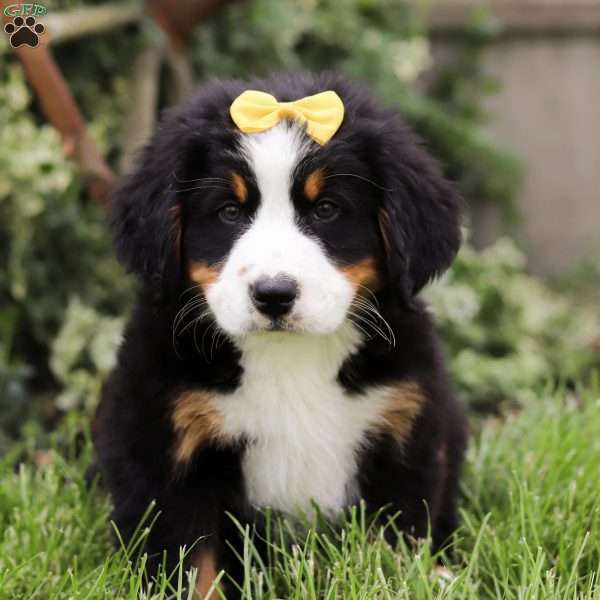 Roxie, Bernese Mountain Dog Puppy