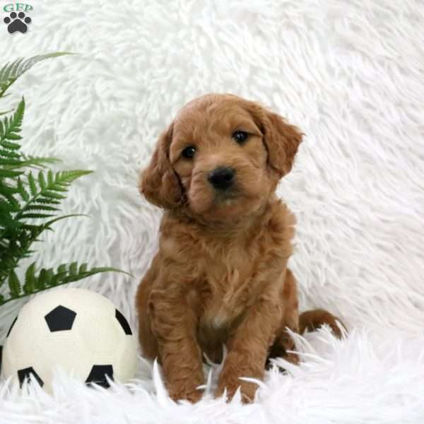 Roxy, Mini Goldendoodle Puppy