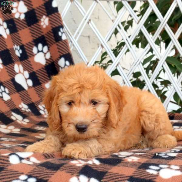 Roy, Goldendoodle Puppy