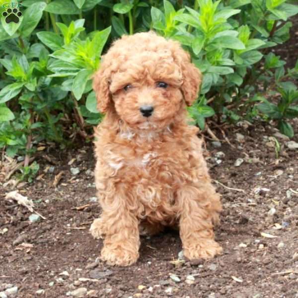 Ruby, Miniature Poodle Puppy