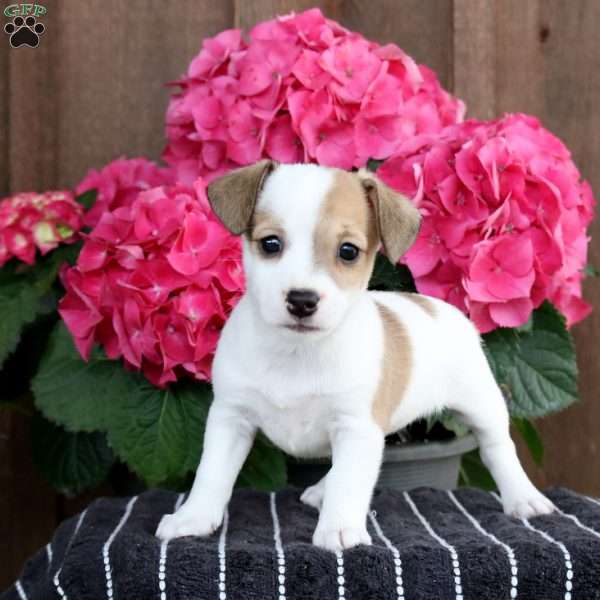 Ruby, Jack Russell Terrier Puppy