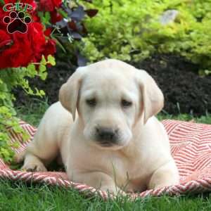 Ryan Labrador Yellow Labrador Retriever Puppies For Sale - Greenfield Puppies