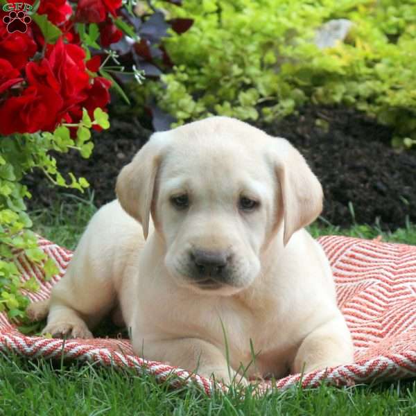 Ryan, Yellow Labrador Retriever Puppy