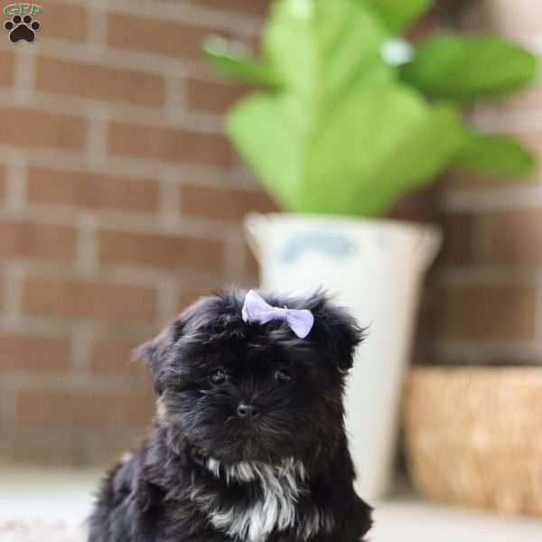 Sadie, Mal-Shi Puppy