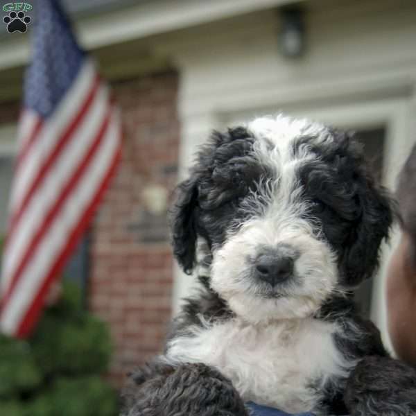 Sadie  f1 Petite, Sheepadoodle Puppy