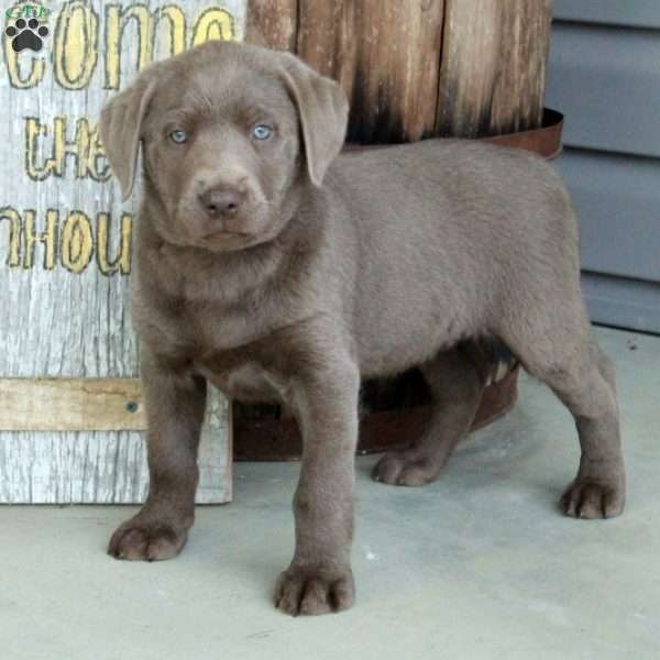 Sage, Silver Labrador Retriever Puppy