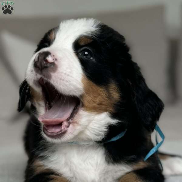 Sage, Bernese Mountain Dog Puppy