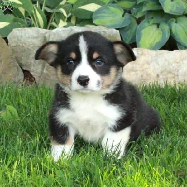 Sal, Pembroke Welsh Corgi Puppy