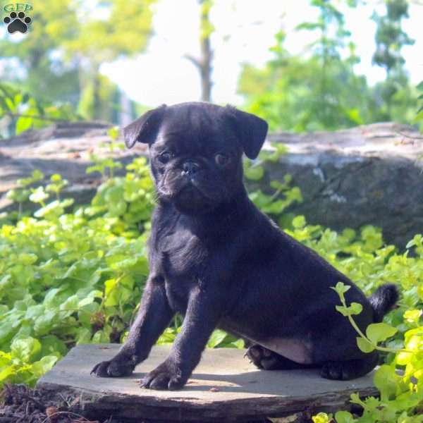 Sally, Pug Puppy