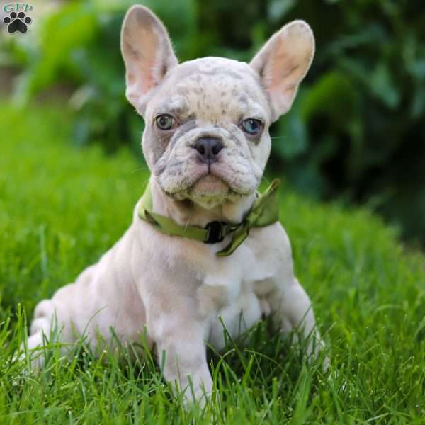 Sammy, French Bulldog Puppy