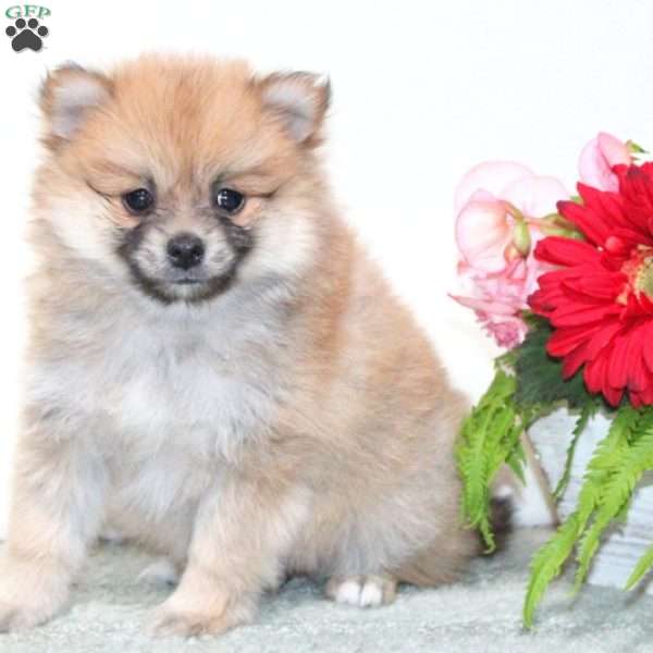 Sammy, Pomeranian Puppy