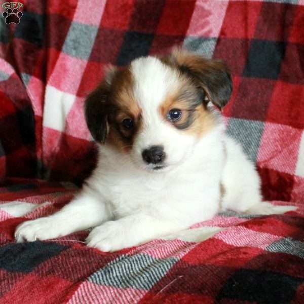 Samson, Papillon Puppy