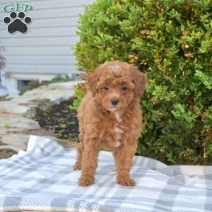Sandy, Miniature Poodle Puppy