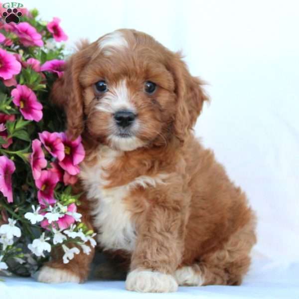 Sarge, Cavapoo Puppy