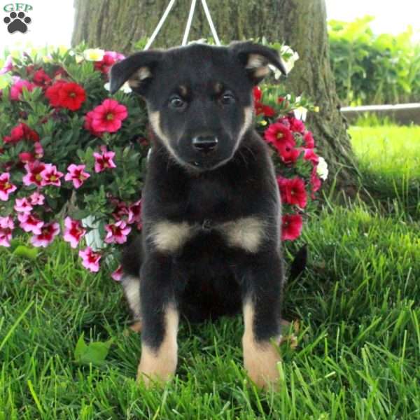 Sarge, German Shepherd Mix Puppy