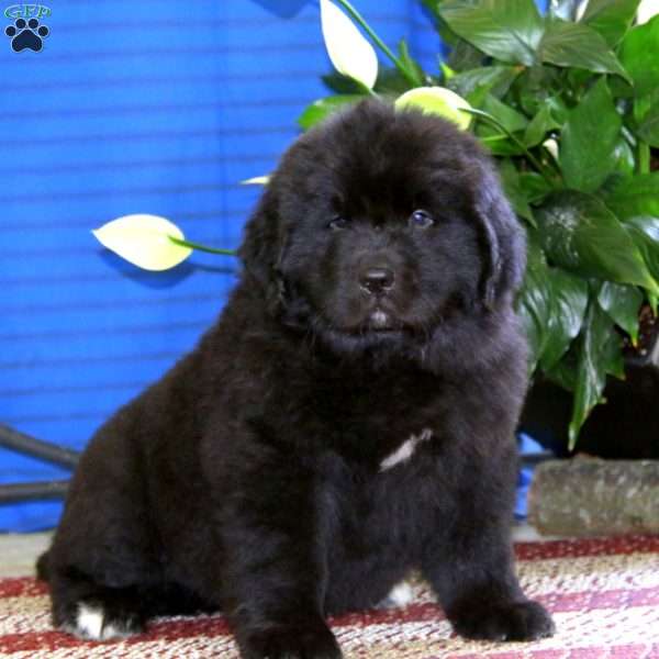 Sarge, Newfoundland Puppy