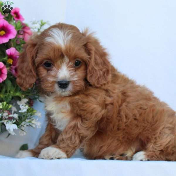 Sasha, Cavapoo Puppy