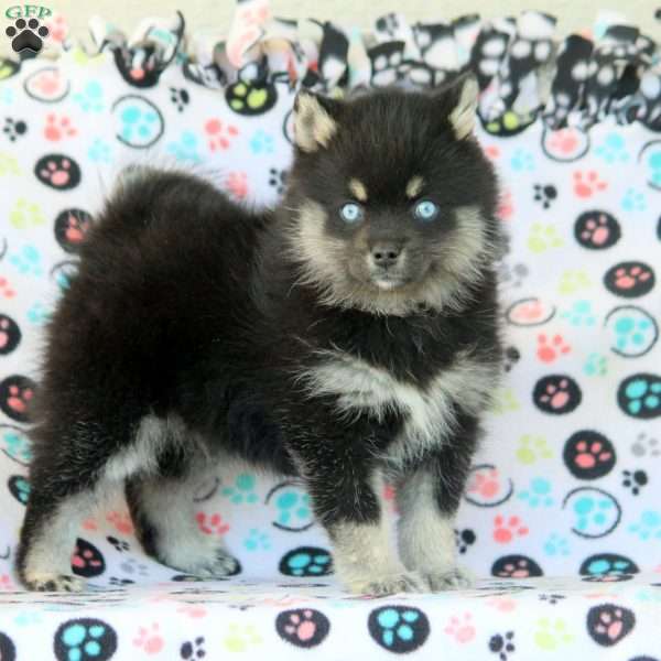 Sasha, Pomeranian Mix Puppy