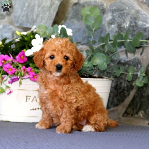 Sasha, Miniature Poodle Puppy