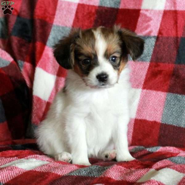 Sawyer, Papillon Puppy