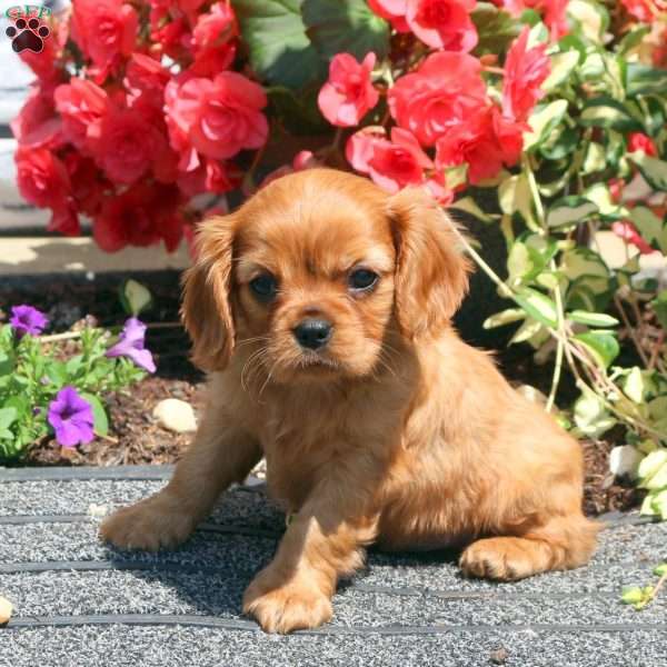 Scamper, Cavalier King Charles Spaniel Puppy