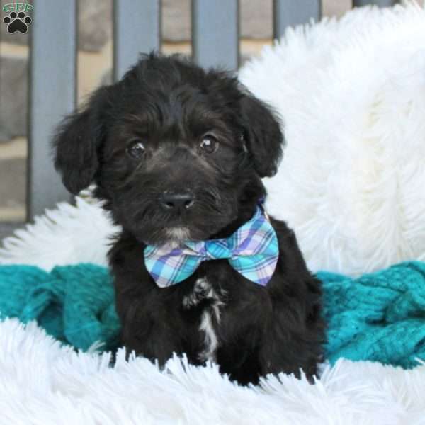 Scott, Mini Schnoodle Puppy