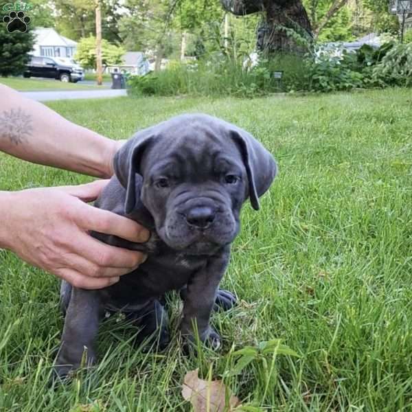 Lilith, Cane Corso Puppy