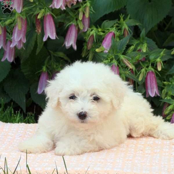 Serene, Bichon Frise Puppy