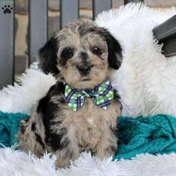 Seth, Mini Schnoodle Puppy