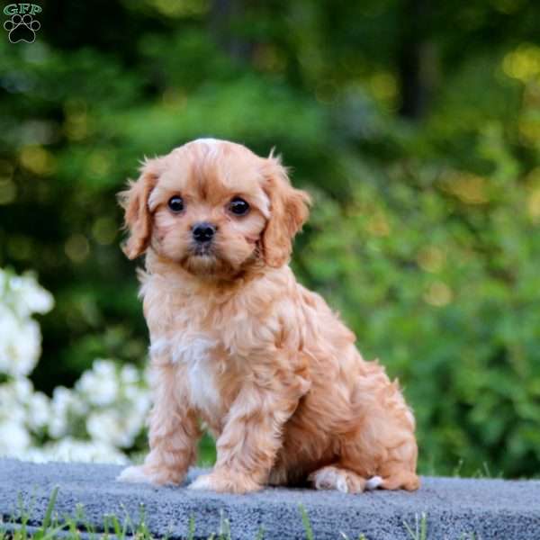 Seth, Cavapoo Puppy