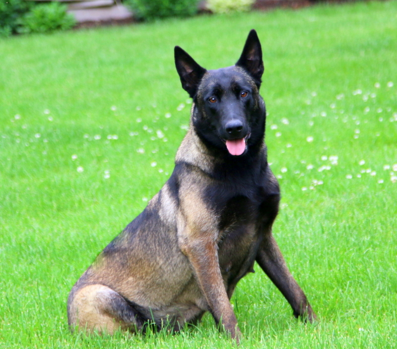 Special - Belgian Malinois Puppy For Sale in Pennsylvania