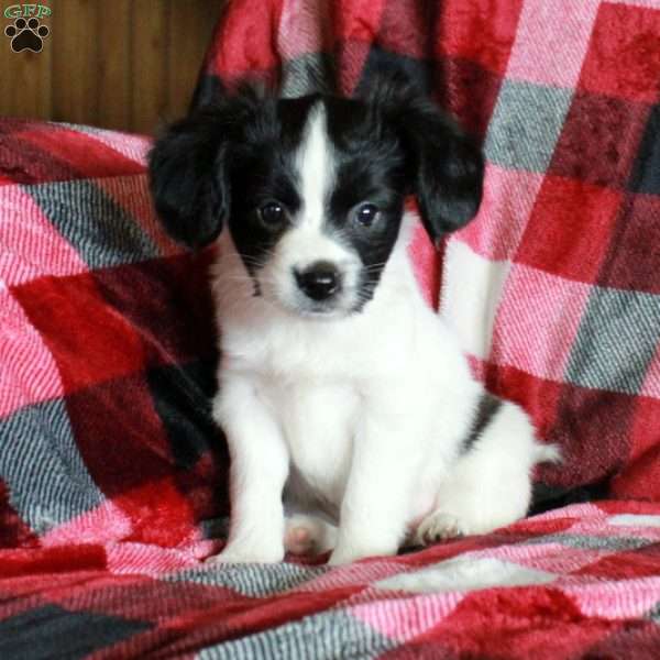 Shep, Papillon Puppy