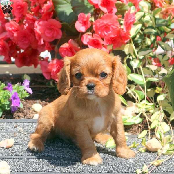 Skipper, Cavalier King Charles Spaniel Puppy