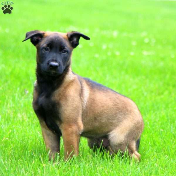 Skyler, Belgian Malinois Puppy