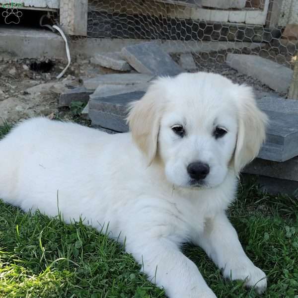 Gia, Golden Retriever Puppy