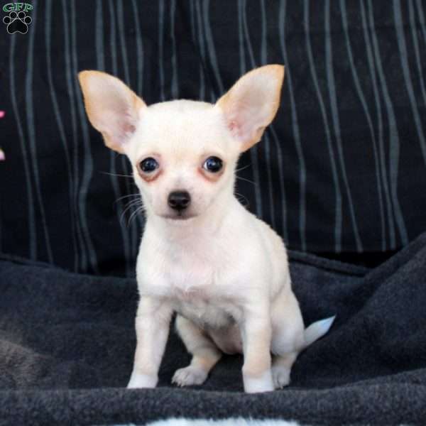 Snowball, Chihuahua Puppy