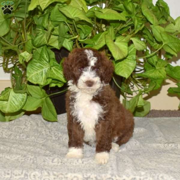 Sockings, Mini Aussiedoodle Puppy