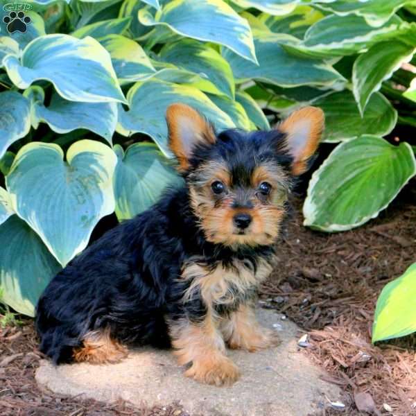 Sophia, Yorkie Puppy