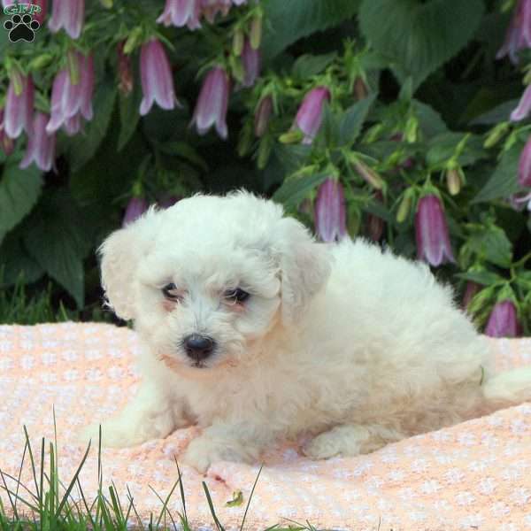 Sophie, Bichon Frise Puppy