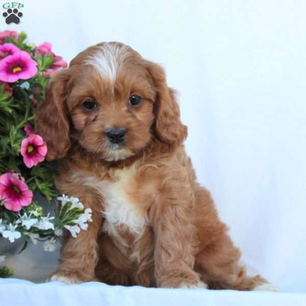 Sparkles, Cavapoo Puppy