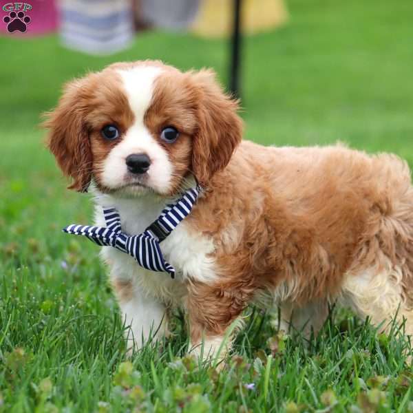 Sparky, Cavalier King Charles Spaniel Puppy