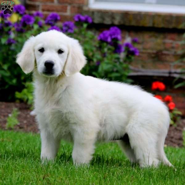 Special - English Cream Golden Retriever Puppy For Sale in Pennsylvania