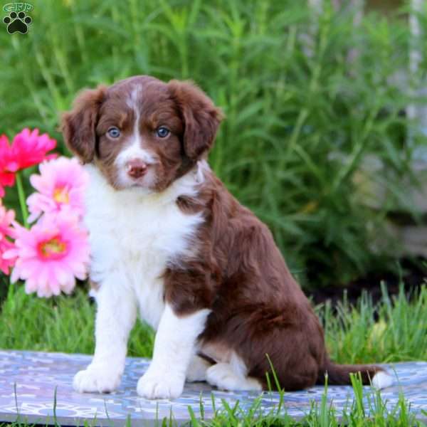 Specials, Border Collie Mix Puppy