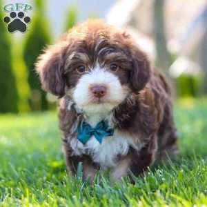 Spencer, Yorkie Poo Puppy