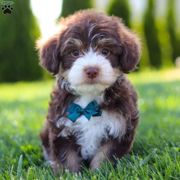 Spencer, Yorkie Poo Puppy