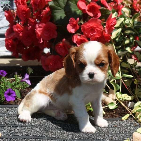 Spotty, Cavalier King Charles Spaniel Puppy