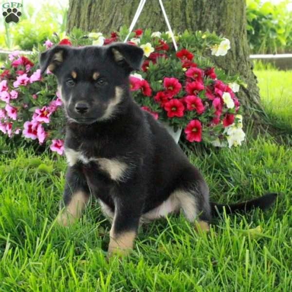 Stacie, German Shepherd Mix Puppy